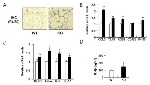 SIK2 knockout mouse의 inflammation유도에의 영향성 연구. 정상 생쥐 (wt), SIK2 homozygotic KO mouse (KO)를 NCD로 유지 후, sacrifice하여 pwhite adipocyte의 macrophage infiltration의 변화를 F4/80 antibody를 이용한 IHC 분석을 수행하고 (A), 또한 macrophage marker 유전자의 발현을 확인함 (B). SIK2 KO adipocytes에서의 pro-inflammatory cytokine의 발현증가 및 혈중 IL1-β증가를 확인함