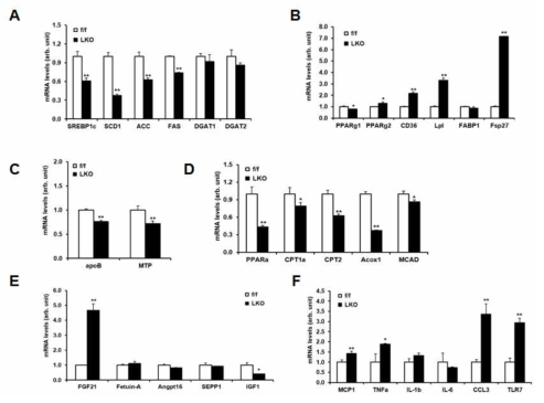 PRMT1 liver-specific knockout mouse의 지방대사에 관한 연구. 생후 4주 된 정상 생쥐 (f/f), PRMT1 LKO mouse (LKO)를 HFD로 12주 유지후, lipogenic 유전자의 발현 (A), lipid uptake 관련 유전자의 발현 (B), VLDL secretion관련 유전자의 발현 (C), fatty acid oxidation 관련 유전자의 발현 (D), hepatokine 유전자의 발현 (E) 및 chemokine, cytokine 유전자의 발현 (F)를 Q-PCR을 통하여 측정함