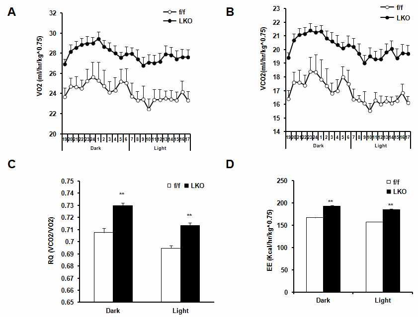 PRMT1 liver-specific knockout mouse의 지방대사에 관한 연구. 생후 4주 된 정상 생쥐 (f/f), PRMT1 LKO mouse (LKO)를 HFD로 12주 유지후, metabolic cage를 이용하여 energy expenditure를 측정함