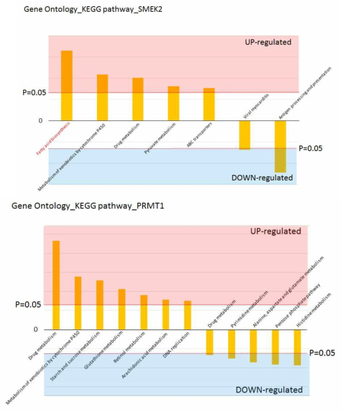 PRMT1 및 PPP4R3b의 간특이적 결손에 따른 단백질 변화. 12주간 HFD feeding을 진행한 생쥐에서의 PRMT1 및 PPP4R3b (SMEK2)의 간특이적 결손에 따른 gene ontology analysis 현재 PRMT1의 direct target으로는 autophagy 관련 단백질들을 candidate으로 분석 중에 있으며, PP4C/PPP4R3b의 target으로는 Gab1을 발굴하여 추가 실험 중에 있음. 1차년도 종료 이전에 결과 분석이 가능할 것으로 판단됨