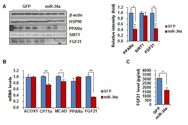miR-34a AAV 주입에 따른 간특이적 단백질, 유전자 변화 생쥐에 miR-34a AAV 및 control GFP AAV를 주입한 후 PPAR alpha, SIRT1, FGF21의 단백질 (A), beta oxidation 유전자 발현 (B), plasma FGF21의 양적 변화 (C)를 측정함