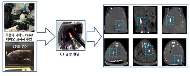 시제품 주입 장치를 이용한 Mouse 간 내부 주입 micro-CT 영상촬영 및 평가