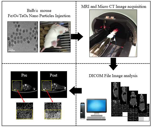 Fe3O4/TaOx(Core/shell) 나노 입자를 이용한 Balb/c mouse의 종양 위치 진단 실험