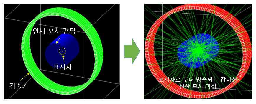 PET에서 gamma 선 검출의 영상확인의 전산 모사 .원형의 조직 등가물질 중심에 표지자 물질을 놓고 양성자를 조사할 때 발생되는 gamma 선을 PET detector로 검출함