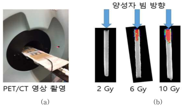 PET/CT 영상 촬영 및 영상 결과. 6Gy와 10Gy 조사시 pure zinc 와 PCLA로 만든 표지자의 방사화 (a) 동물용PET으로 영상촬영 (b) PET 영상에서 방사화 부분이 붉은색 영상으로 검출됨