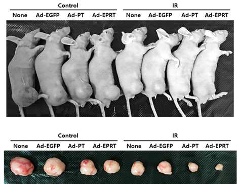 SNU398 간암세포주 xenograft 모델에서 암표적유전자전달체와 방사선 병용 치료 효과