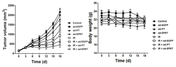 SNU398 간암세포주 xenograft 모델에서 암표적유전자전달체와 방사선 병용 치료시 종양 성장 곡선 및 체중 변화 곡선