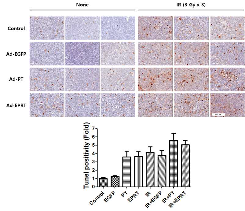 SNU398 간암세포주 xenograft 종양 조직에서 암표적유전자전달체와 방사선 병용 치료 시 apoptosis의 증가를 TUNEL assay로 확인