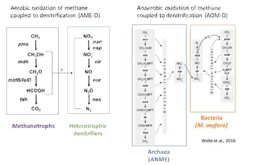 메탄산화탈질 미생물 pathways