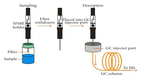 Extraction process by headspace and immersion fiber SPME and desorption systems for GC analysis