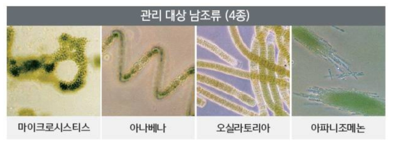 상수원 호소에 우점종 되는 남조류 4종