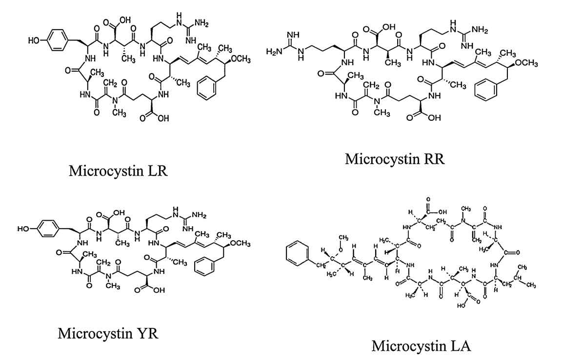 대표적인 microcystin 4종의 화학적 구조 (Tran et al., 2013)