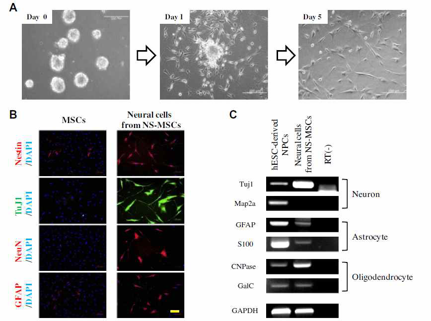 중간엽줄기세포를 극소수성 표면인 DTOPV 상에서 배양한 다음 신경분화유도 배지에서 교차분화를 유도한 후 형질을 분석함. (A) DTOPV 상에서 구형 집합체로 배양한 중간엽줄기세포를 신경분화배지에서 배양하면 신경세포와 유사한 형태를 보임. (B) 이렇게 배양한 세포를 면역형광염색을 통해 신경세포 마커의 발현을 분석한 결과 신경전구세포에서 발현되는 주요 마커인 Nestin, TuJ1, NeuN 등과 별아교세포 마커인 GFAP를 발현하는 것을 확인함. (C) RT-PCR로 주요한 신경세포 관련 마커의 발현을 추가적으로 확인함