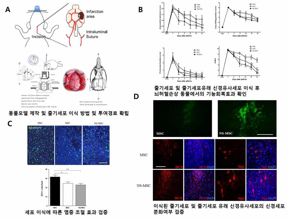 중간엽줄기세포 및 신경유사세포 이식에 따른 치료효과 검증 뇌허혈동물모델 제작을 위해 중대뇌동맥 폐쇄와 결찰을 이용한 영구중대뇌동맥 폐쇄모델을 제작하고 행동평가를 통해 성공적인 동물모델 구축하였으며 줄기세포 및 줄기세포 유래 신경유사세포 이식은 동물의 선조체를 통해 진행하여 세포이식 경로를 확보함 (A) 행동신경학적 평가결과 세포 이식에 의한 치료효과가 이식 초기에서부터 관찰되며, 이를 통해 이식세포의 신경네트워크로의 통합이 발생하기 이전에 이식세포의 paracrine 효과가 주된 치료 기전임을 제시함 (B) 중간엽줄기세포 및 유사신경세포의 뇌졸중 동물모델 뇌내 이식 후 이식세포에 의한 행동신경학적 회복 및 뇌손상 감소의 원인을 규명하기 위해 뇌조직의 면역형광염색을 수행하였으며, 이를 통해 이식세포가 염증에 관여하는 ED-1+ 미세아교세포 (microglial cells)과 GFAP+ 반응성 별아교세포의 감소를 유도하는 것을 확인함 (C) 이식 4주 후 면역형광염색으로 이식세포의 생존과 분화를 분석한 결과 일부 이식세포가 DCX, Tuj1을 발현하는 세포로 생존함을 확인함. 그러나 이들의 신경세포 기능 확인은 성공하지 못함 (D)