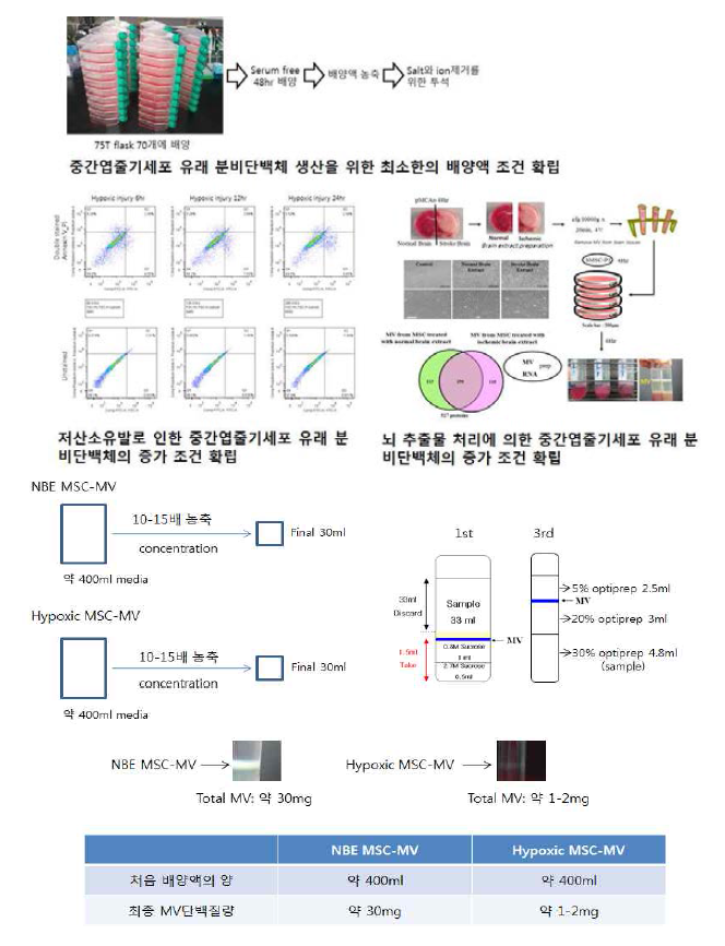 중간엽 줄기세포 유래 분비단백체 생산의 배양 조건 확립. 쥐의 뇌조직 유래 미세소포체의 오염을 방지하기 위해 뇌추출물의 전처리를 초원심분리기로 수행하여 고형성분 및 흰쥐의 미세소포체가 포함된 고분자입자를 제거하여 실험에 활용함. 정제된 미세소포체를 확인한 뒤 단백질 함량을 정량하여 미세소포체 단백질을 획득한 다음, LC MS/MS 분석을 통해 인간 줄기세포에서 파생된 신경전구세포의 분비단백체 데이터를 확보함