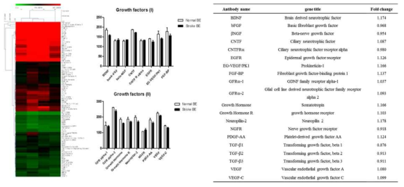 줄기세포의 분비능을 촉진시켰을 것으로 확인되는 뇌추출물 내 포함된 신경- 성장인자의 발현 손상된 뇌추출물과 정상뇌추출물 사이의 발현양상에는 큰 차이를 보이지 않은 것으로 확인함