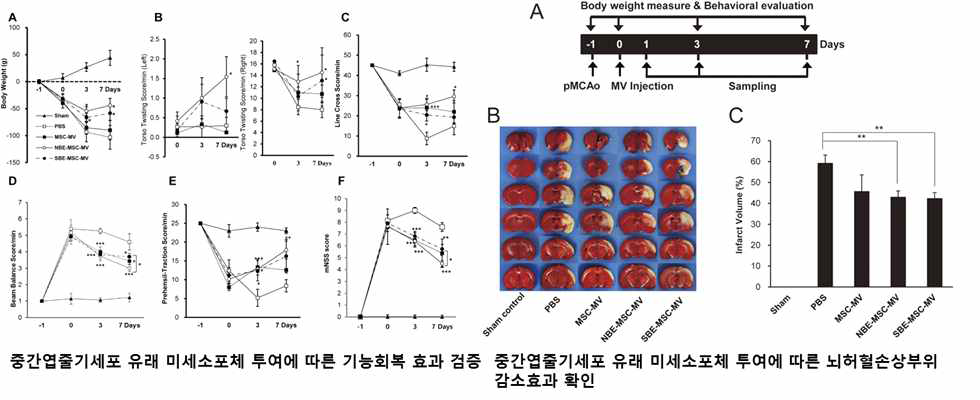 중간엽줄기세포 유래 미세소포체 투여에 따른 치료효과. 중간엽줄기세포 유래 미세소포체, 뇌추출물을 처리한 미세소포체에 투여 후 행동학적 회복이 비치료군에 비해 유의하게 나타남을 확인했으며, 이 중 뇌추출물을 처리한 군의 기능 회복 정도가 더욱 높게 나타남을 확인하였음. 미세소포체 투여 7일 후 뇌조직을 적출하여 허혈부위의 손상범위를 측정한 결과 대조군에 비해 뇌허혈 부위가 감소함을 확인하였고, 특히 뇌 추출물 처리군에서의 감소 효과가 가장 높게 나타남을 확인하였음