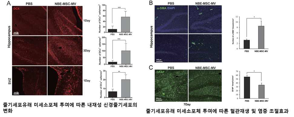 분비단백체에 의한 신경재생, 혈관생성, 염증억제 효과. 흰쥐 영구 중대뇌동맥폐쇄 모델에서 중간엽줄기세포 유래 분비단백체 주입 후 내재성 줄기세포 가동에 의한 조직재생 유도 마커인 DCX가 증가하는 것을 확인하였음(A). 흰쥐영구 중대뇌동맥폐쇄 모델에서 중간엽줄기세포 유래 분비단백체 주입 후 혈관에 염색되는 마커인 a-SMA이 더 많이 측정되어 신생혈관 유도로 인한 뇌 안의 환경을 좋게 만드는 역할을 한다는 것을 발견함 또한 반응성 별아교세포(GFAP+ 세포) 발현 감소로 판단하는 염증 억제 효과가 유도됨을 확인함