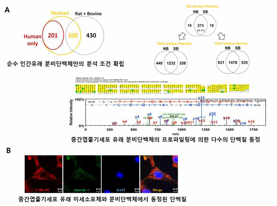 정상 흰쥐 뇌 추출물 (NB)과 허혈성 뇌졸중허혈성 뇌졸중 흰쥐 뇌 추출물 (SB) 처리 후 중간엽줄기세포에서 분비한 미세소포체의 단백질 성분 분석 (A) N-Rh-PE를 이용한 중간엽줄기세포 유래 미세소포체와 분비단백체에서 동정된 단백질의 형광 염색 (B)