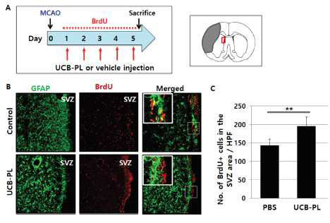 제대혈 혈장의 투여가 SVZ 부위에 신경줄기세포의 증식을 유도함. (A) 신경전구세포의 증식을 확인하기위한 실험 프로토콜. (B) SVZ영역에서의 별아교세포와 증식중인 세포를 표지한 영역이 중첩되지 않으며, 이들 세포가 신경전구세포 임을 확인함. (C) 대조군에 대비하여 BrdU 양성세포가 증가함