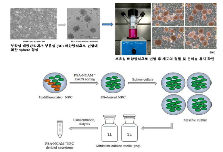 순수 전분화능 줄기세포 유래 신경전구 세포의 분비단백체 생산 모식도. 신경전구세포에서 분비단백체를 분리하여 단백체 데이터를 생산하기 위해 신경전구세포를 약 90-100%까지 배양한 후에 부유성 배양을 진행하기 위해 인산완충 용액으로 세척한 뒤 세포를 아큐테이즈 효소로 모두 떼어 취합하여 우태아혈청이 제거된 배양액을 첨가하여 일정 기간 배양 후에 배양액을 모두 모아 원심분리하여 세포의 파편 등을 제거한 뒤 신경전구세포의 분비단백체를 제작함