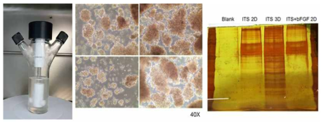 PSA-NCAM-양성 신경전구세포의 씨크리톰을 인체에 유효한 치료제로서의 개발을 위해 페놀레드와 신경성 장인자가 첨가되어 있지 않은 배양액에 대량 배양의 가능성을 실험, 신경전구세포 유래 씨크리톰을 치료제로서 개발하기 위해 페놀레드와 신경성장인자가 첨가되어 있지 않은 배양액으로 배양하여 시크리톰을 획득하여 단백체 분석을 위한 단백질 염색 (Silver Staining).