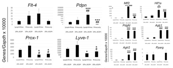 Expression of LEC markers in LV including PV, PV under inflammation was revealed and both LV and PV in acupoint stimulation after LPS was also changed their gene expression. Gene expressions for LV and PV by LPS (+) treatment and before (-) and after (+) AES at two acupoints of ST36 and LI04. Samples were harvested and subjected to qRT-PCR. Each value is the average of duplicated experiments (at least 2 per experiment). * and # indicates significant difference versus group 1 (LV including PV under LPS) and group 2 (only PV under LPS). (* and # P <0.05, ** and ## P<0.01, *** and ### P <0.001)