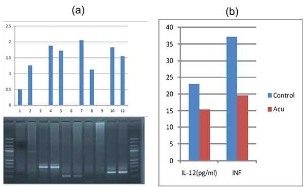 (a) Gene screening (PCR screening) and agarose gel electrophoresis expressed in primo tissues of rabbits. (b) Inflammatory cytokine activator effect on acupuncture compared to control in injured rat mode