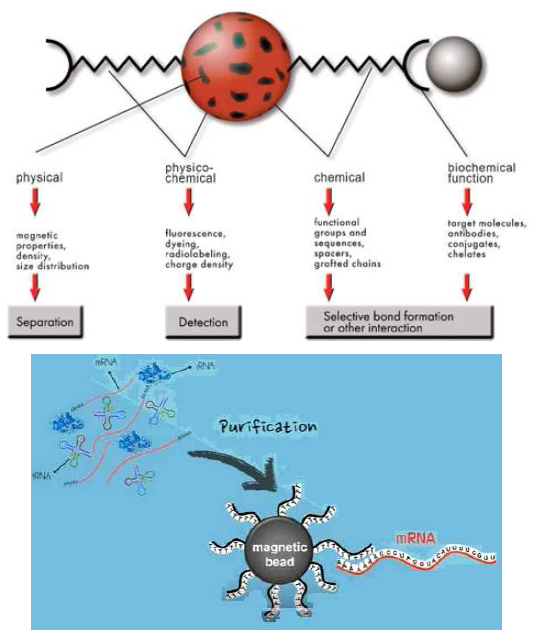 Fluorescent red magnetic nano-particles and magnetic bead coupled to mRNA through RNA purification process