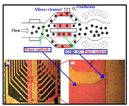 프리모 항체를 이용한 프리모 항원-항체 결합의 검출 시스템 개략도와 선행연구로 확보된 나노자기 검출 센서 시스템 모습