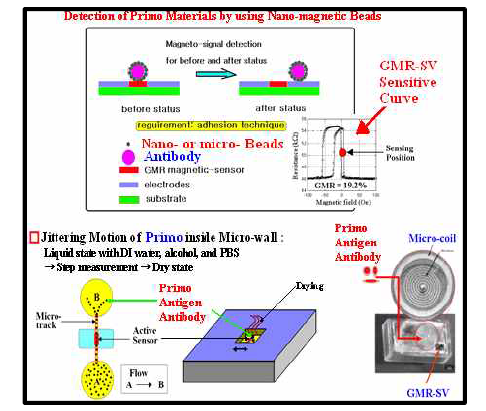 연구내용에 따른 나노자성비드의 감지 소자 GMR-SV 센서 및 마이크로 코일 활용 개념도