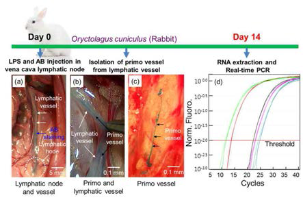 Design of gene expression study of primo vessels in rabbit. (a) Image of lymphatic vessels after LPS and AB injection in a vena cava lymphatic node. (b) Image of a floating primo vessel inside a lymphatic vessel and (c) image of an isolated primo vessel extracted from lymphatic vessel. White arrows indicate lymphatic vessels, black arrows indicate primo vessels, and blue arrows indicate AB staining. (d) Amplification plots of normalized fluorescence versus number of cycles. The horizontal black line indicates the threshold value for RNA extraction and qRT-PCR. AB, alcian blue; LPS, lipopolysaccharide; Norm Fluoro, normalized fluorescence