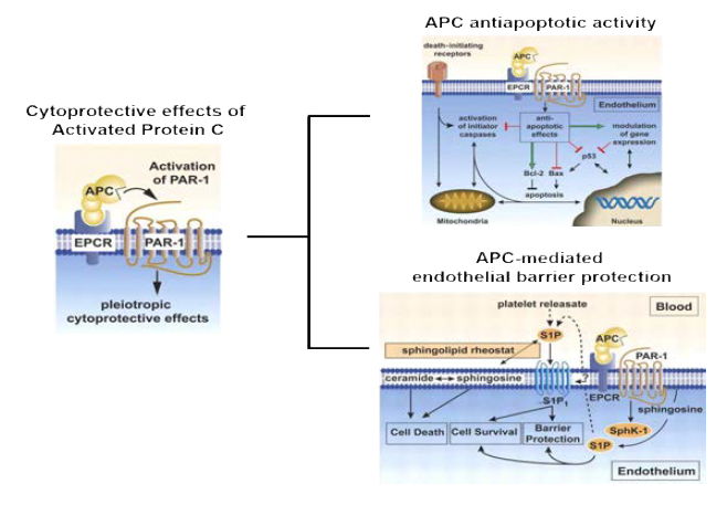 Activated Protein C (APC)의 cytoprotective effect 모식도