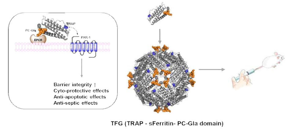 APC 단백질의 인체내 기능을 모방한 페리틴 나노구조 단백질의 치료효과 모식도