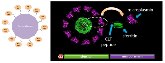 혈전용해제 CLT-페리틴-microplasmin 3차원 구조 및 융합모식도