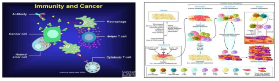 암과 싸우는 면역시스템 (미국 NCI)와 암의 면역 편집설