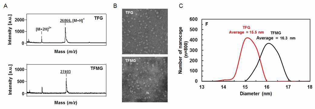 TFG, TFMG 나노케이지의 MALDI-ToF 질량 스펙트로미터 분석결과 (A), TEM 이미지 분석결과 (B) 및 DLS 분석결과 (C)