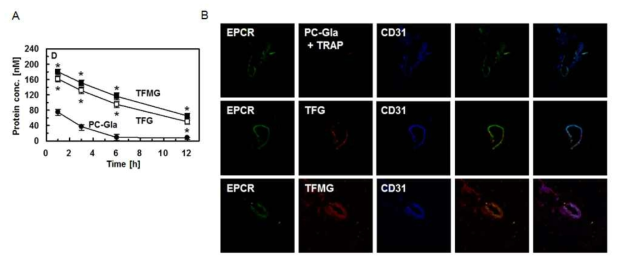TFG, TFMG 나노케이지의 내피세포에 대한 in vivo 결합력 평가 결과 (A) 및 면역조직염색 결과 (B)