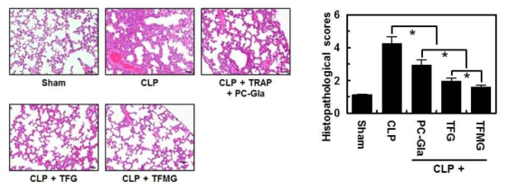 TGF 및 TFMG 나노케이지를 투여한 CLP-유도 패혈증 동물의 조직 부종 및 폐 조직 손상도 평가 결과
