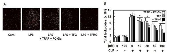 TGF 및 TFMG 나노케이지를 투여한 CLP-유도 패혈증 동물의 leukocyte 부착량 (A) 및 이동량 (B) 평가 결과