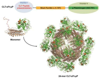 CLT-sFt-μP 나노케이지 모식도