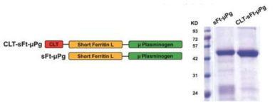CLT-sFt-μP 및 sFt-μP 나노케이지의 대장균 내 발현 벡터 모식도 및 SDS-PAGE 분석결과