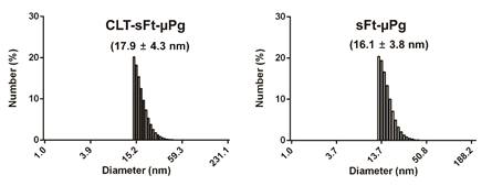 CLT-sFt-μP 및 sFt-μP의 DLS 분석결과