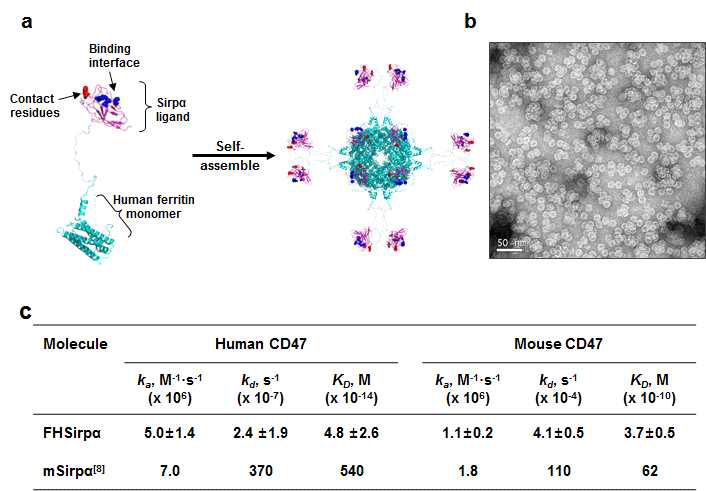 CD47에 효과적으로 binding 할 수 있는 FHSirpα 나노케이지 제작