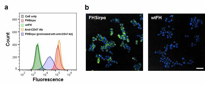암세포에 효과적으로 binding하는 FHSirpα
