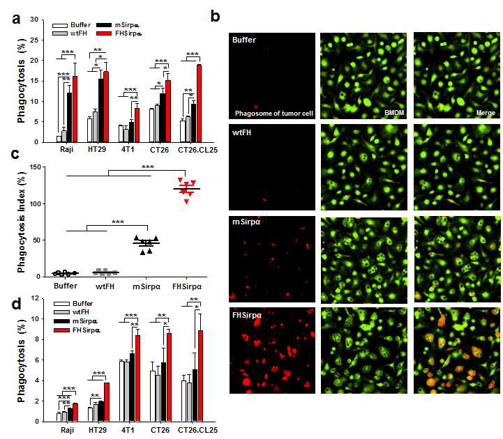 FHSirpα으로 인한 식세포의 암세포 탐식작용 효능 평가