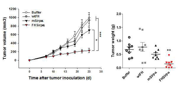 FHSirpα의 항암 효능 평가