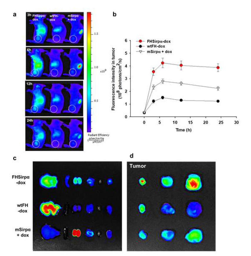 FHSirpα-dox의 bioditribution 분석