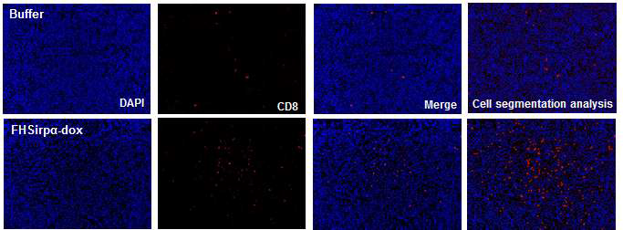 FHSirpα-dox의 CD8 T cell 암조직 침윤 효과