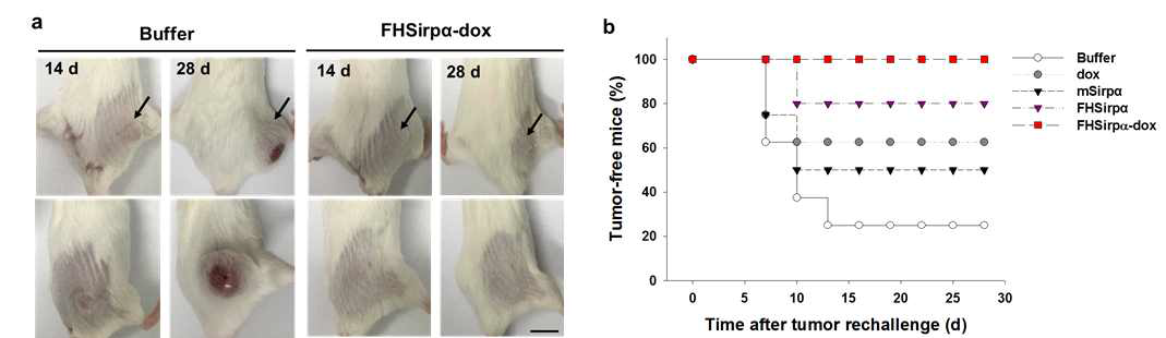 FHSirpα-dox의 암백신 효과